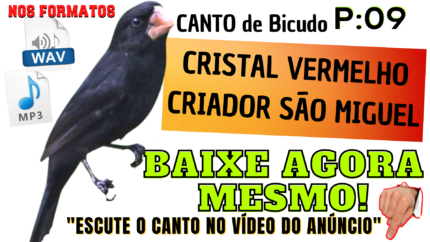 09 CRISTAL VERMELHO CRIADOR SÃO MIGUEL